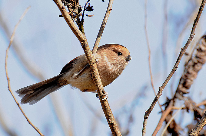 Vinous-throated Parrotbill