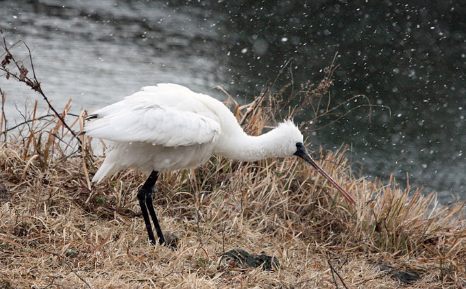 Black-faced Spoonbill