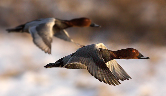 Common Pochard