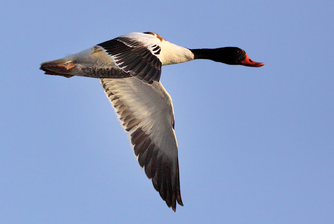 Common Shelduck