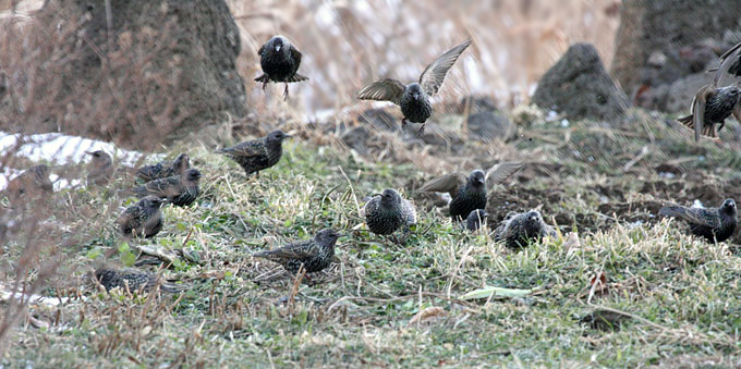 Common Starling