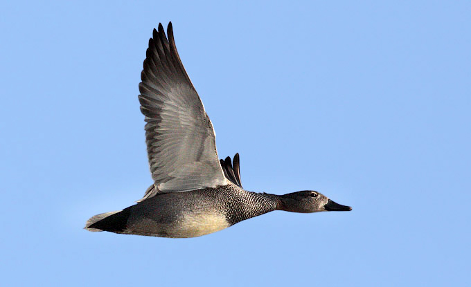 Gadwall