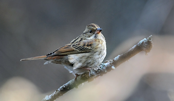 Grey Bunting