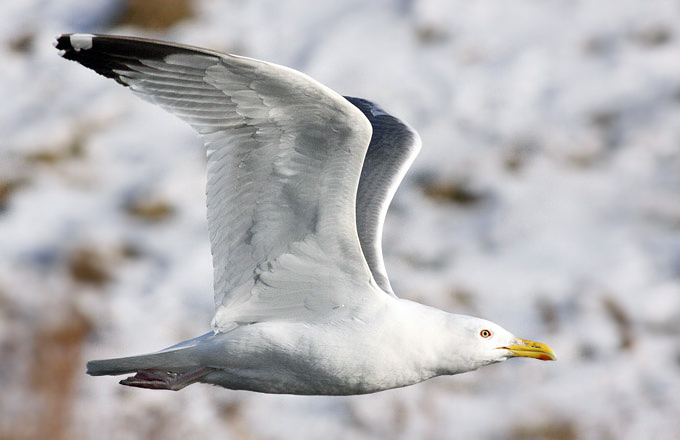 Mongolian Gull