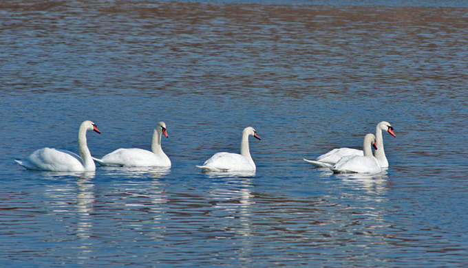 Mute Swans