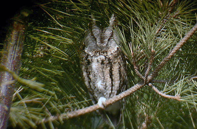 Northern Scops Owl