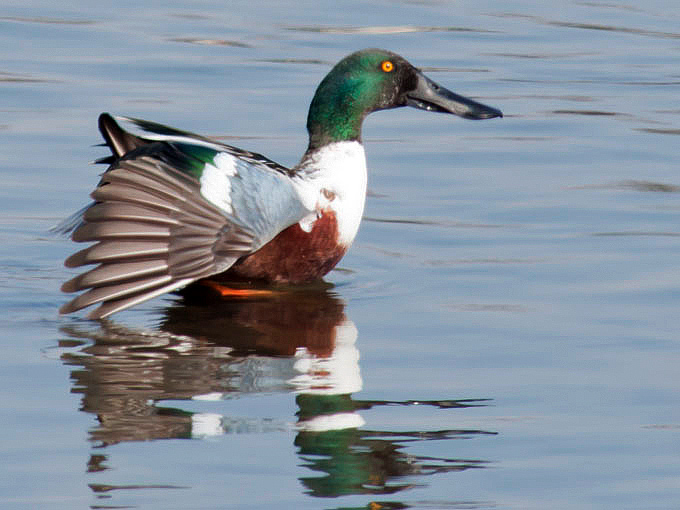 Northern Shoveler