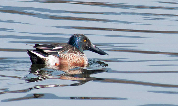 Northern Shoveler
