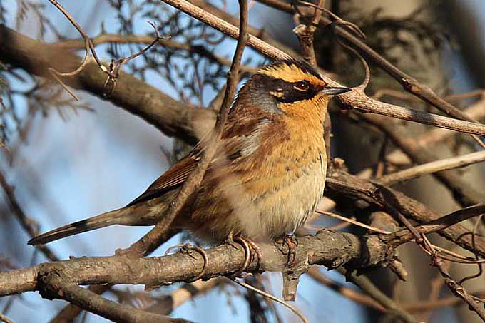 Siberian Accentor