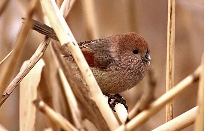 Vinous-throated Parrotbill