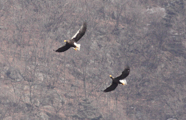 Steller's Sea Eagle