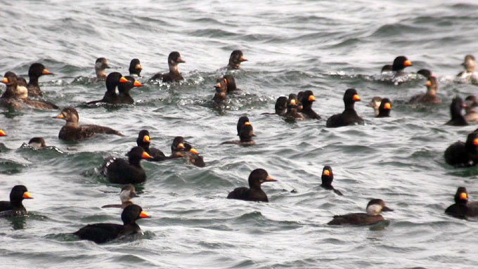 American Scoter