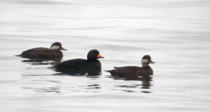 American Scoter