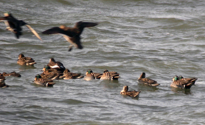 Baikal Teal