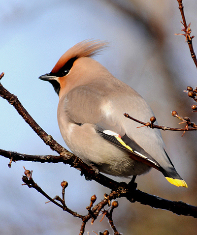 Bohemian Waxwing
