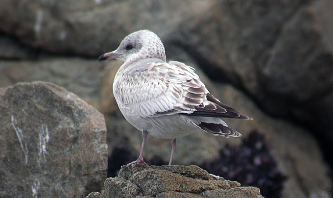 Common Gull