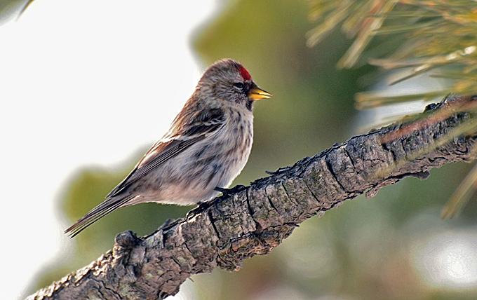 Common Redpoll