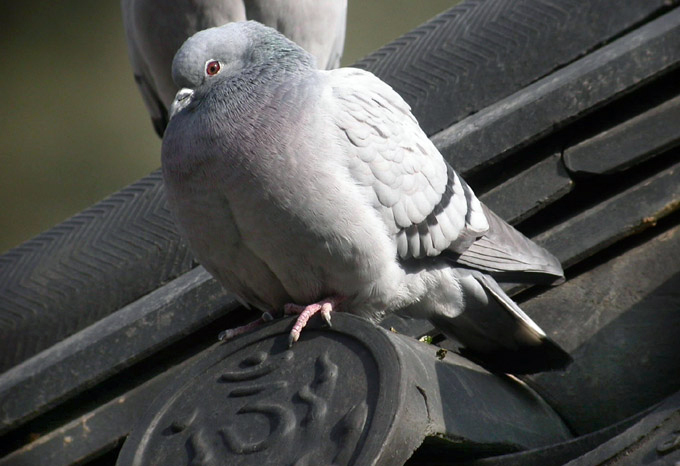 Hill Pigeon