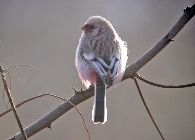 Long-tailed Rosefinch