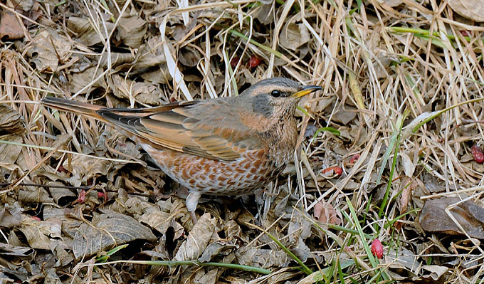 Turdus naumanni