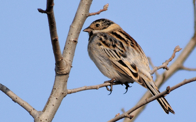 Pallas's Reed Bunting
