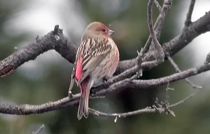 Pallas's Rosefinch