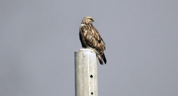 Rough-legged Buzzard