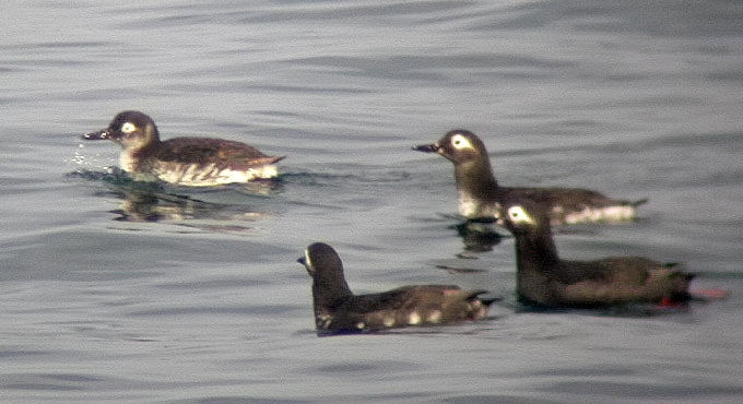 Spectacled Guillemot