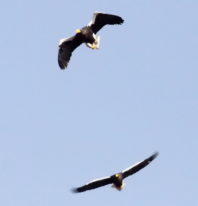 Steller's Sea Eagle