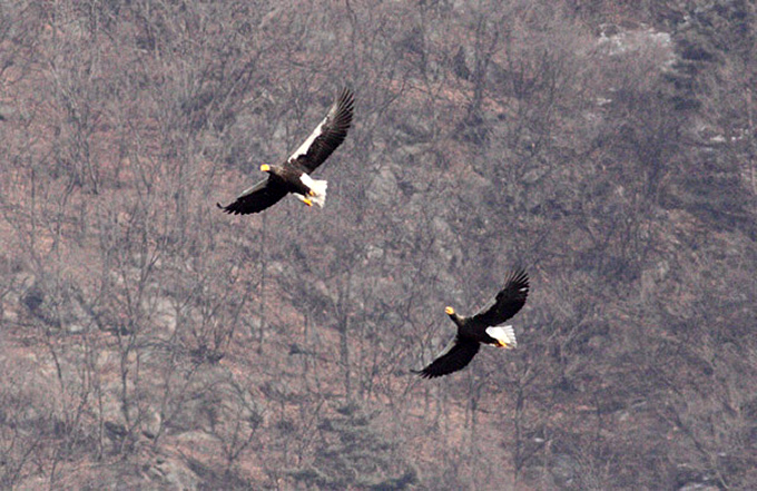 Steller's Sea Eagle