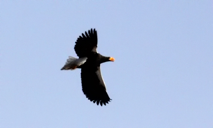 Steller's Sea Eagle