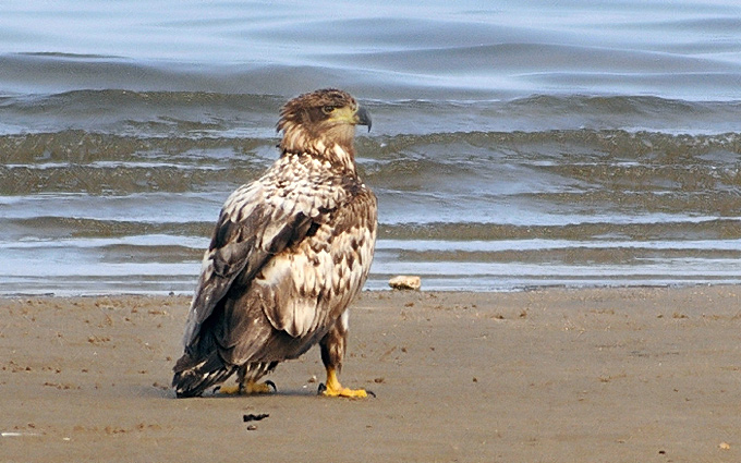 White-tailed Eagle