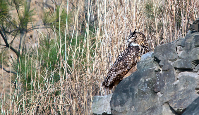 Eurasian Eagle Owl