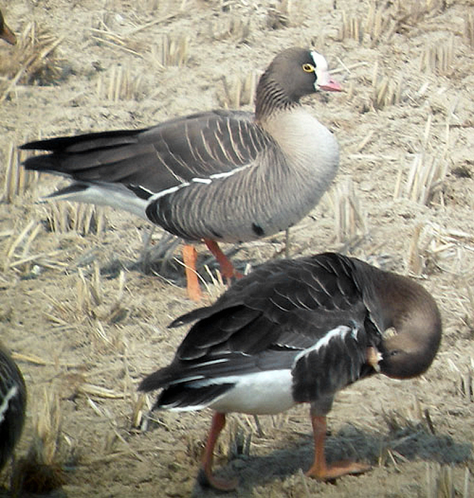 Lesser White-fronted Goose