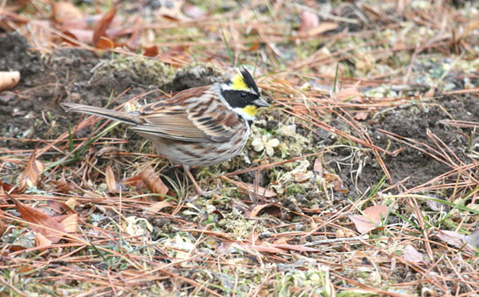 Carpodacus roseus