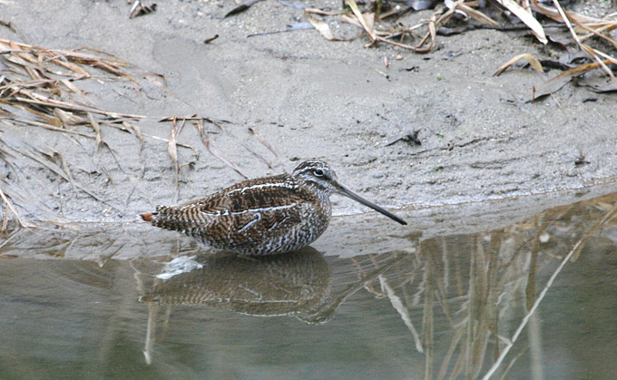 solitary snipe