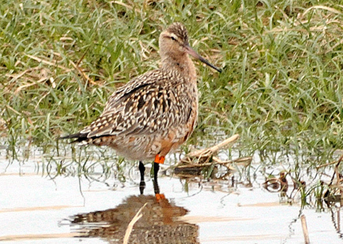 Bar-tailed Godwit