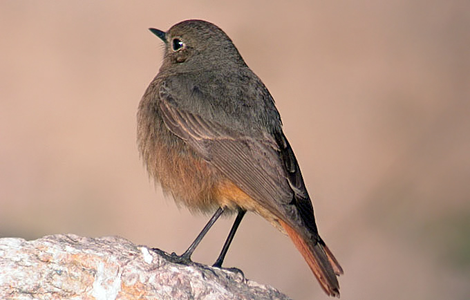 Female Black Redstart
