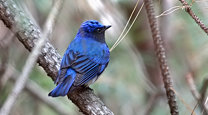 Male Blue-and-white Flycatcher