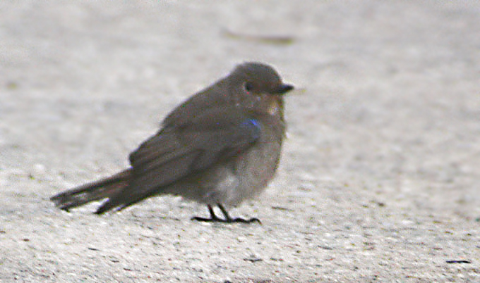 Female Blue-and-white Flycatcher