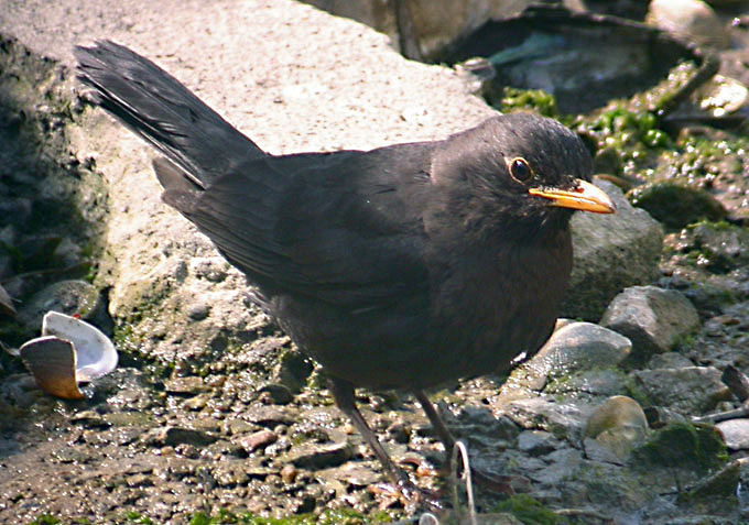 Chinese Blackbird