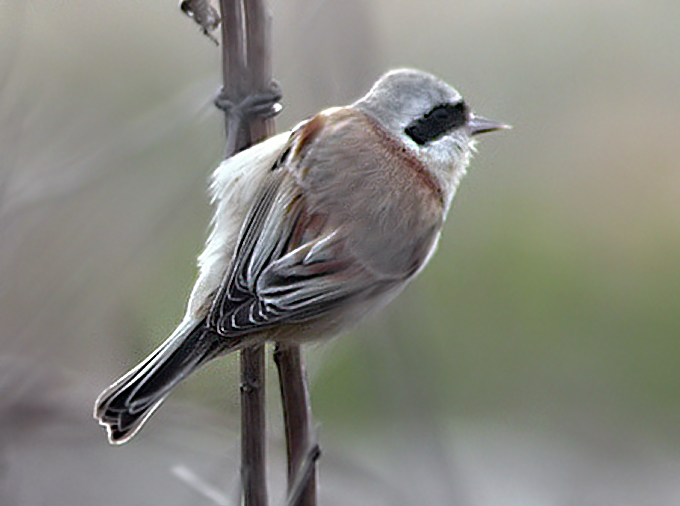 Chinese Penduline Tit