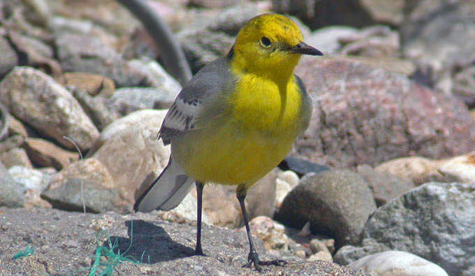 Naumann’s Thrush
