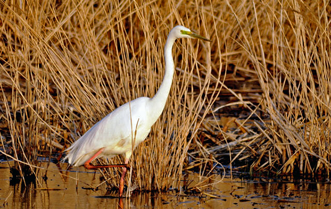 Eastern Great Egret