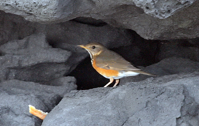 Female Grey-backed Thrush