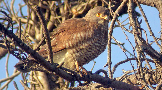 Grey-faced Buzzard