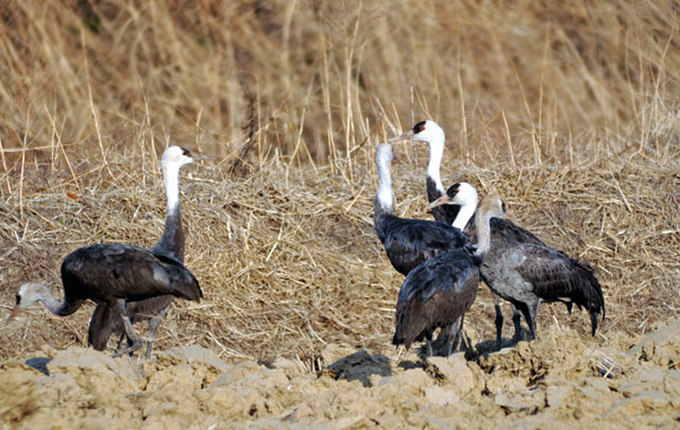 Hooded Cranes