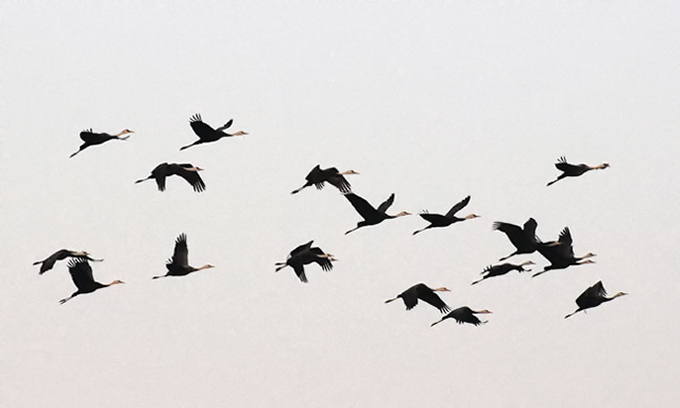 Hooded Cranes