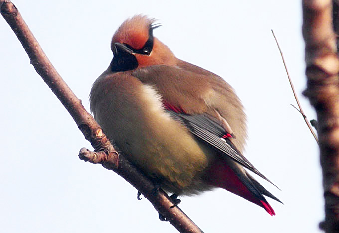 Japanese Waxwing