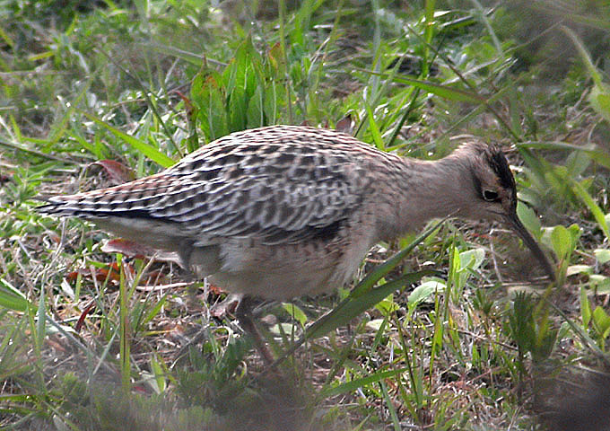 Little Whimbrel